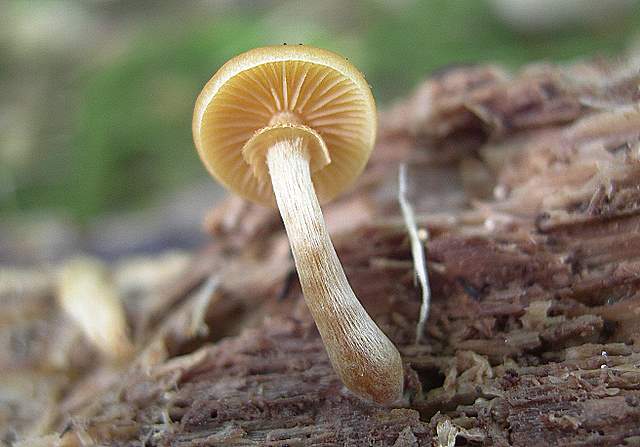 Una Galerina 